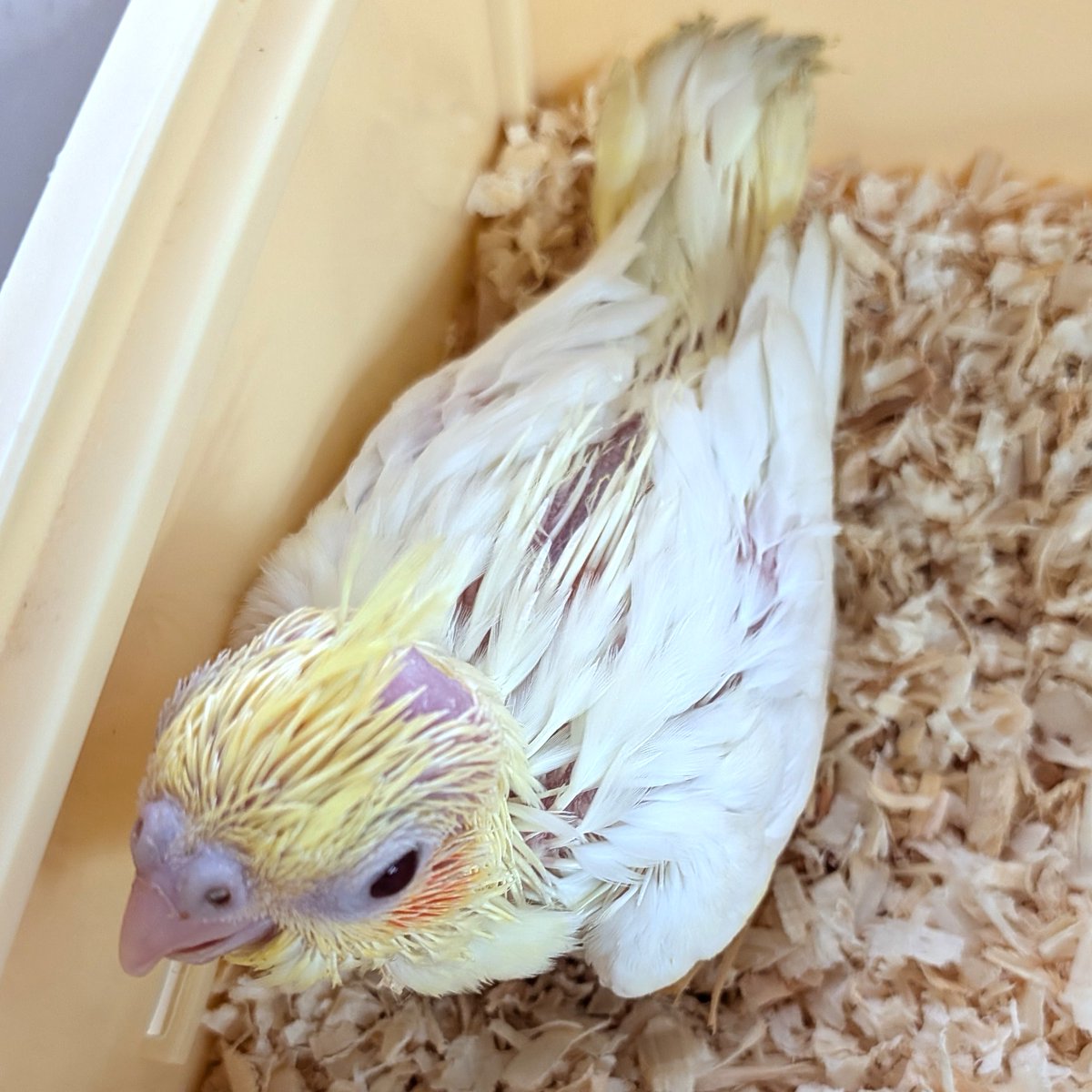 petshopkoike's tweet photo. オカメインコ（ルチノー）入りました。 https://t.co/UO9JqcrB1L