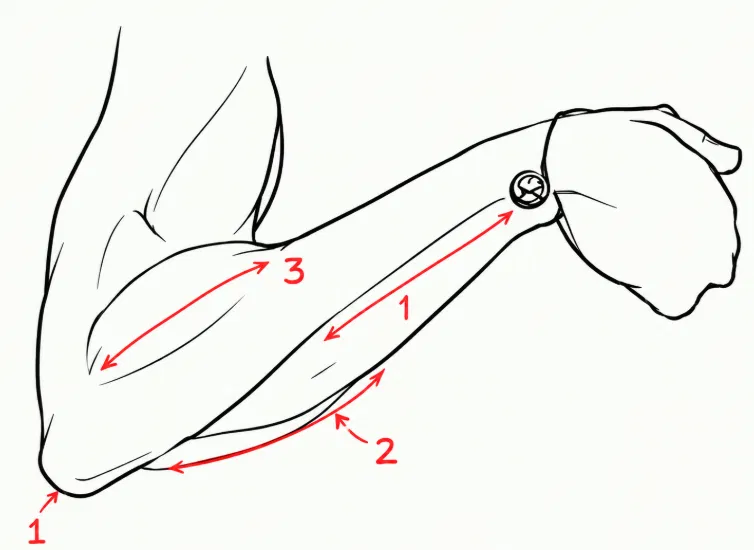 pietrobaudin's tweet photo. Forearm anatomy, simplified https://t.co/f6dXnJf1uh