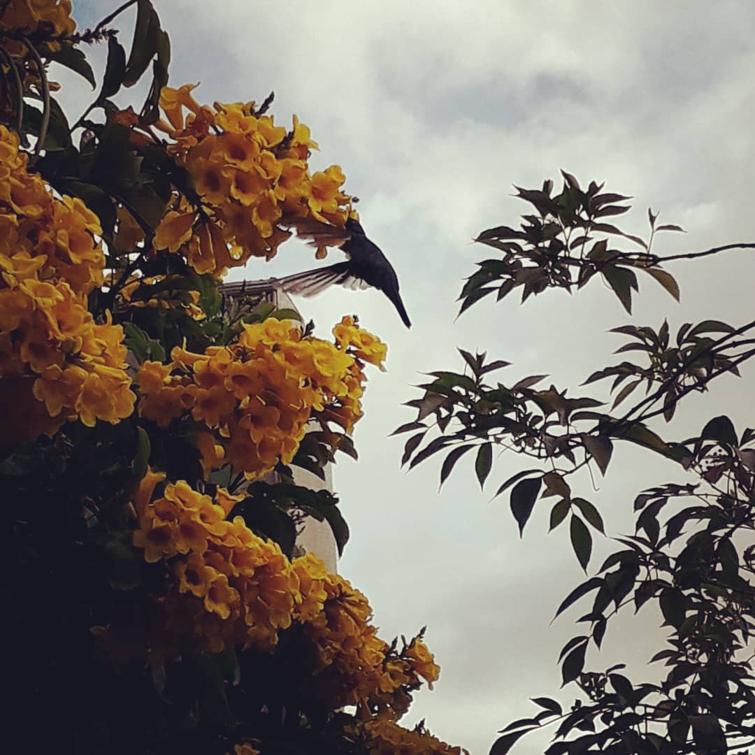 JulianLidso2a's tweet photo. Quiero permanecer en ti como el colibrí permanece en la flor, tu das libertad, mi vida esta en ti y encuentro el descanso de todo mi ser bajo tus alas. Permaneciendo a tus pies y con mi mirada fija en ti. Amor infinito! ! ! https://t.co/evbwg2DKyL