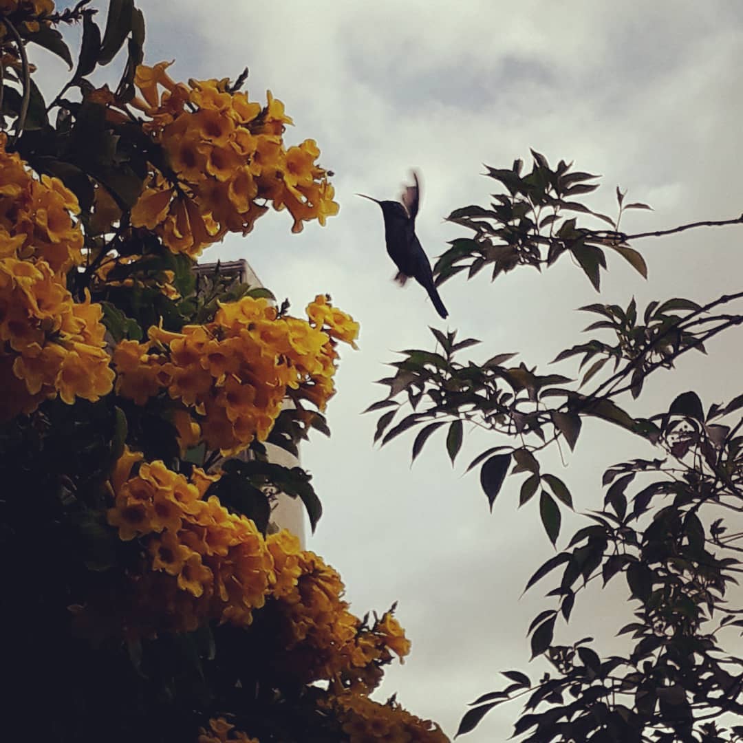 JulianLidso2a's tweet photo. Quiero permanecer en ti como el colibrí permanece en la flor, tu das libertad, mi vida esta en ti y encuentro el descanso de todo mi ser bajo tus alas. Permaneciendo a tus pies y con mi mirada fija en ti. Amor infinito! ! ! https://t.co/evbwg2DKyL