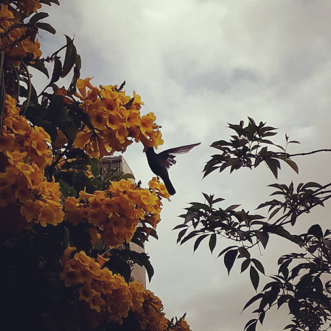 JulianLidso2a's tweet photo. Quiero permanecer en ti como el colibrí permanece en la flor, tu das libertad, mi vida esta en ti y encuentro el descanso de todo mi ser bajo tus alas. Permaneciendo a tus pies y con mi mirada fija en ti. Amor infinito! ! ! https://t.co/evbwg2DKyL
