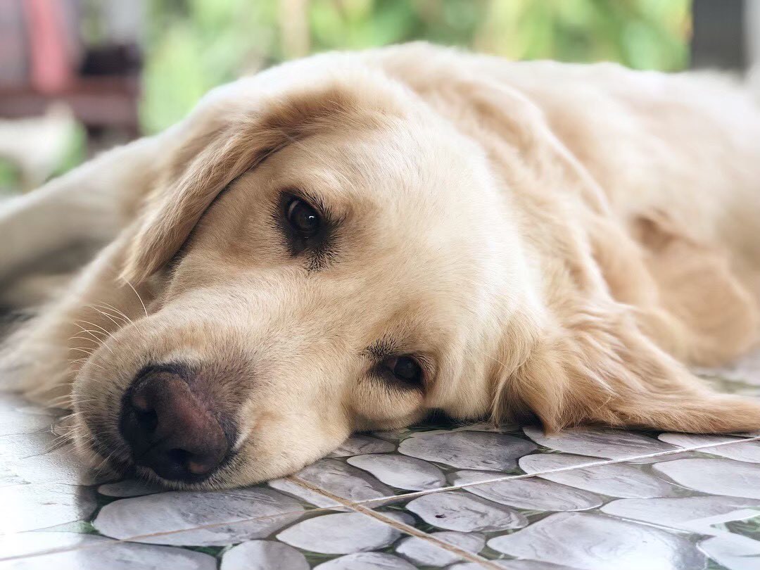 galaretriver's tweet photo. 🐶เช้านี้อ้อนใครได้บ้างค้าบ🐶 https://t.co/hR0eidkPgF