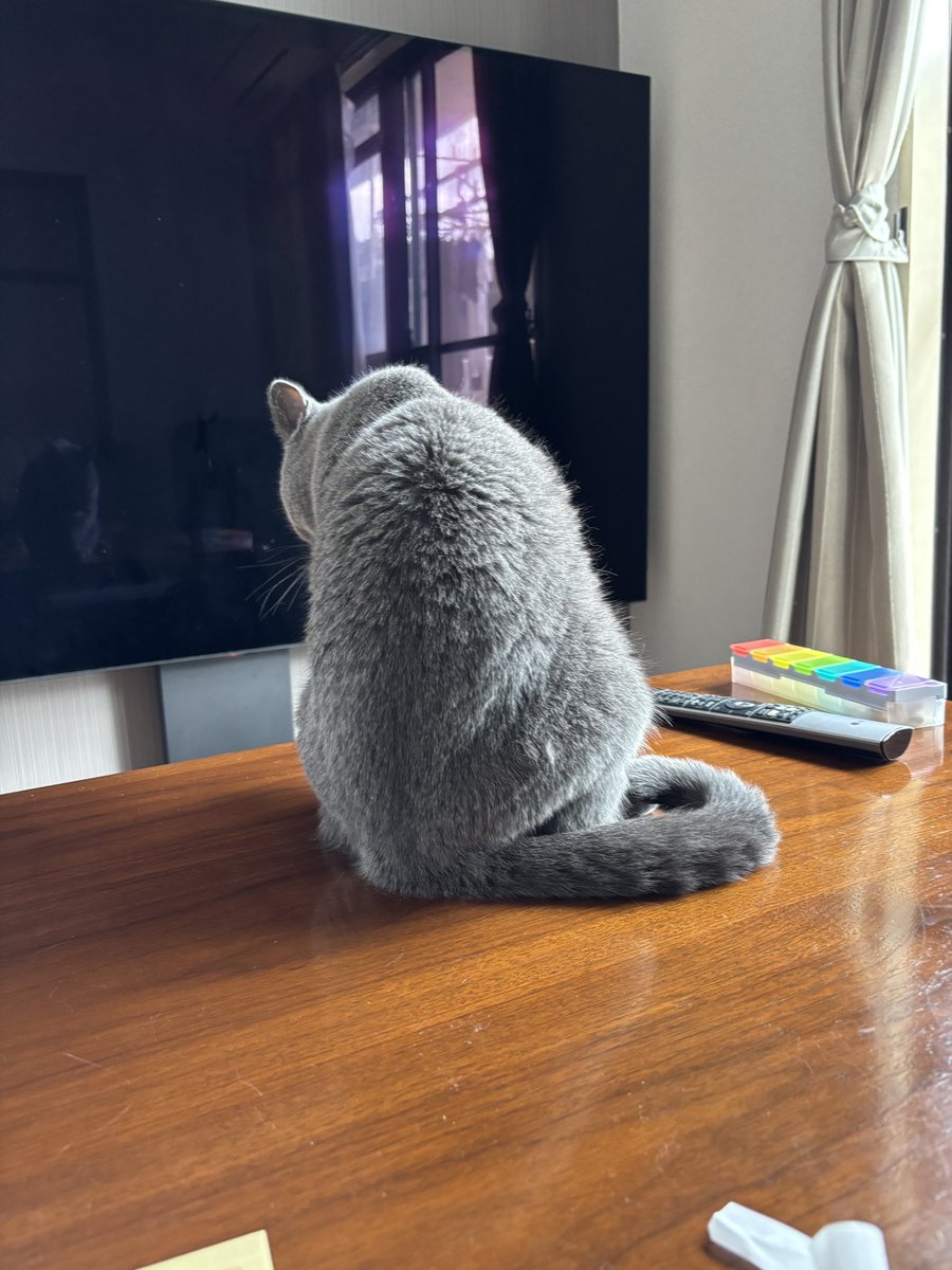 bessiegomame's tweet photo. TVじゃなくてあたちの背中を観てなさい。
#猫好きな人と繋がりたい #猫背 #ねこ好き #シャルトリュー #ごま #catlovers #gatos https://t.co/wr2IDlD9bj