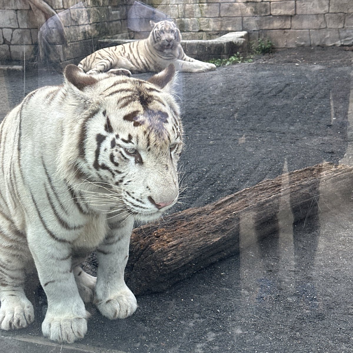 IronChop's tweet photo. 東武動物園で、ホワイトタイガーを見る。 https://t.co/1NaeRqhxjh