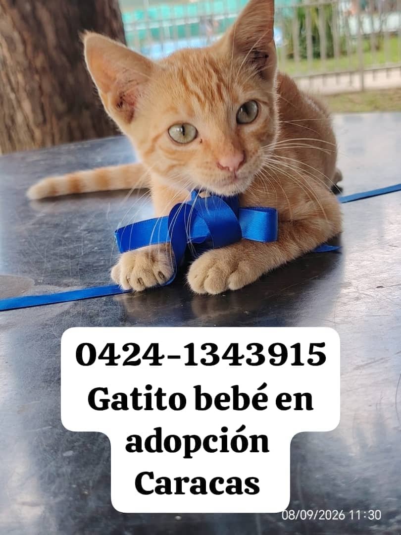 yaracalcagno's tweet photo. Adopta. Salva una vida. Cambia un destino. https://t.co/3DzVqd4gUE