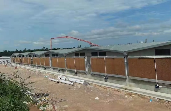stoutagri's tweet photo. Heat stress affects more than animal comfort.

In poultry and pig houses, high temperatures can reduce feed intake, affect growth, increase reproductive pressure, and create serious management problems.

Cooling needs to be part of the house design. https://t.co/et68d2MmQH