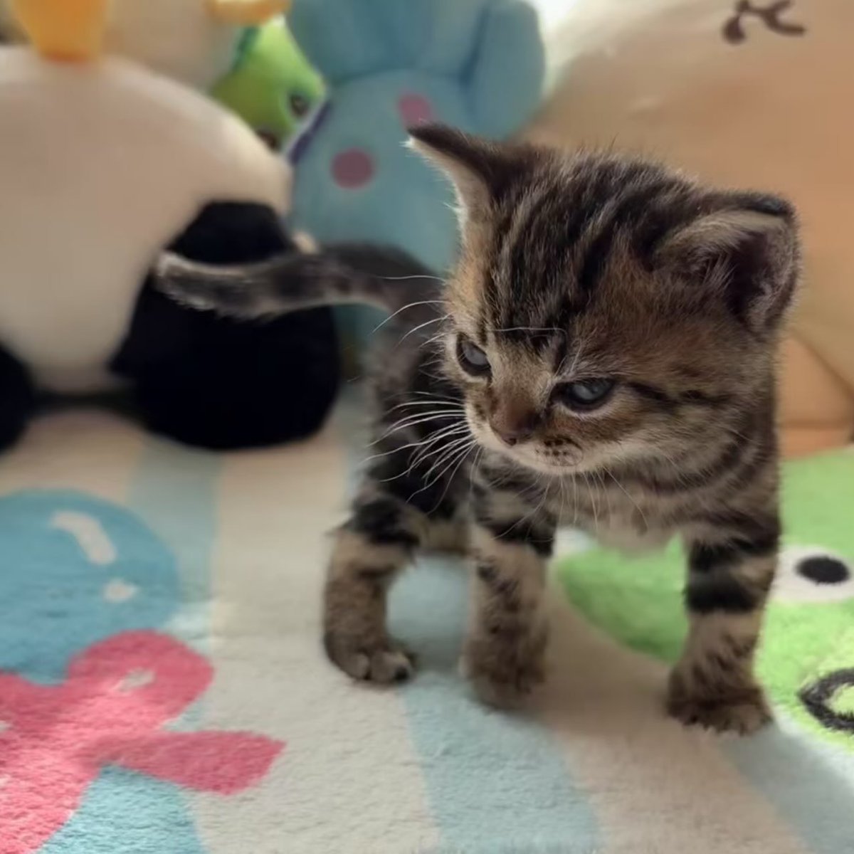 catsworldaura's tweet photo. https://t.co/bYQoWK4EWR