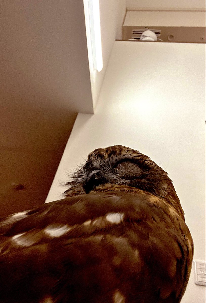 gijitaro's tweet photo. ひさびさ登場🦉ラックちゃん
昼間寝て…夜中元気💦

🦉いっぱい寝た、暇だから遊ぼう🦉
🫩飼主…え、眠い💤🥱

＃フクロウ　＃ニュージーランドアオバズク https://t.co/HC9lRvEiLN