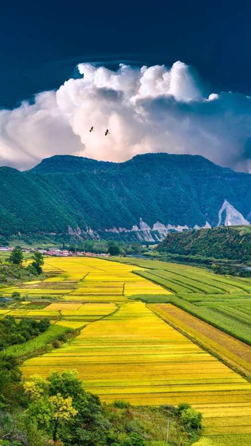 HazelCurry2000's tweet photo. Golden rice paddies stretch across the valley, a promising harvest is coming in China’s autumn countryside.
#AutumnHarvest #ChineseCountryside #RiceFarm https://t.co/gtBE5l7qo5