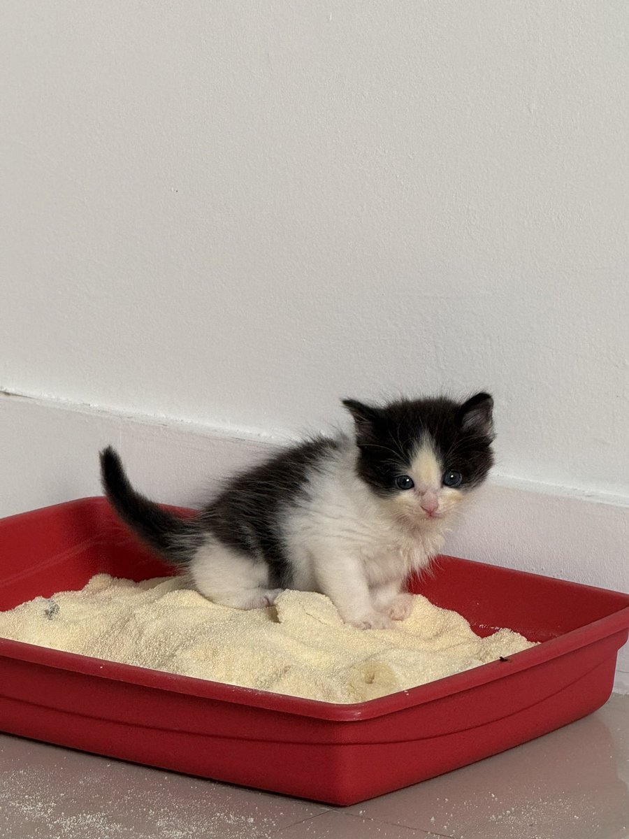 vicclouren's tweet photo. a primeira / a mais recente 

era um bebezinho mds 😭😭
ele só tem 5 meses ainda gent https://t.co/db8J3NaDXb