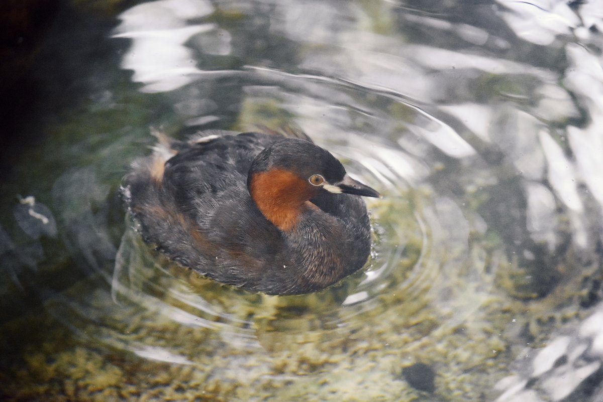 UenoZooGardens's tweet photo. おはようございます。
上野動物園の開園をお知らせします。
　
#カイツブリ
#上野動物園 https://t.co/32Hbel8OHb