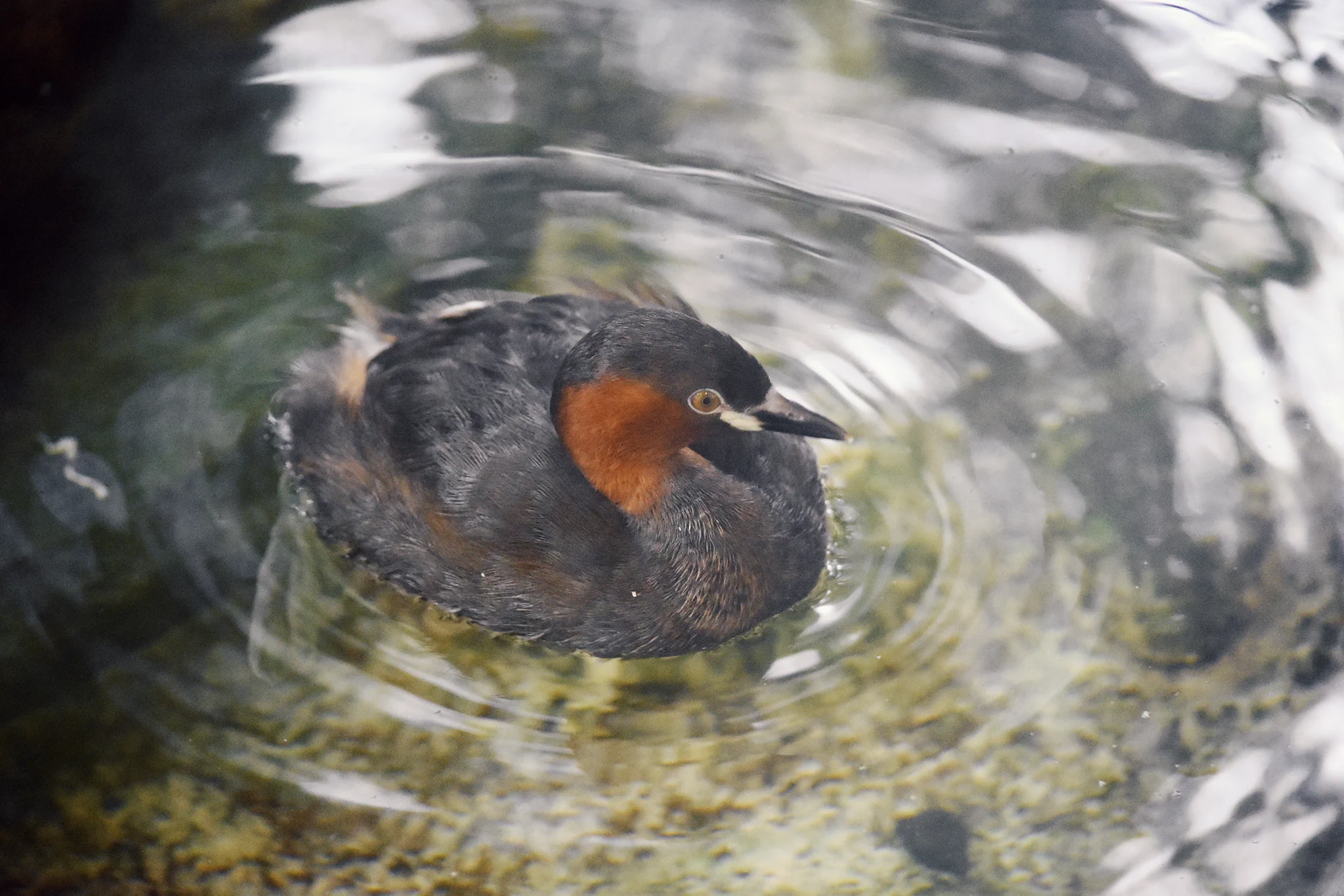 水鳥ツガイ 上野動物園［公式］ on X: 