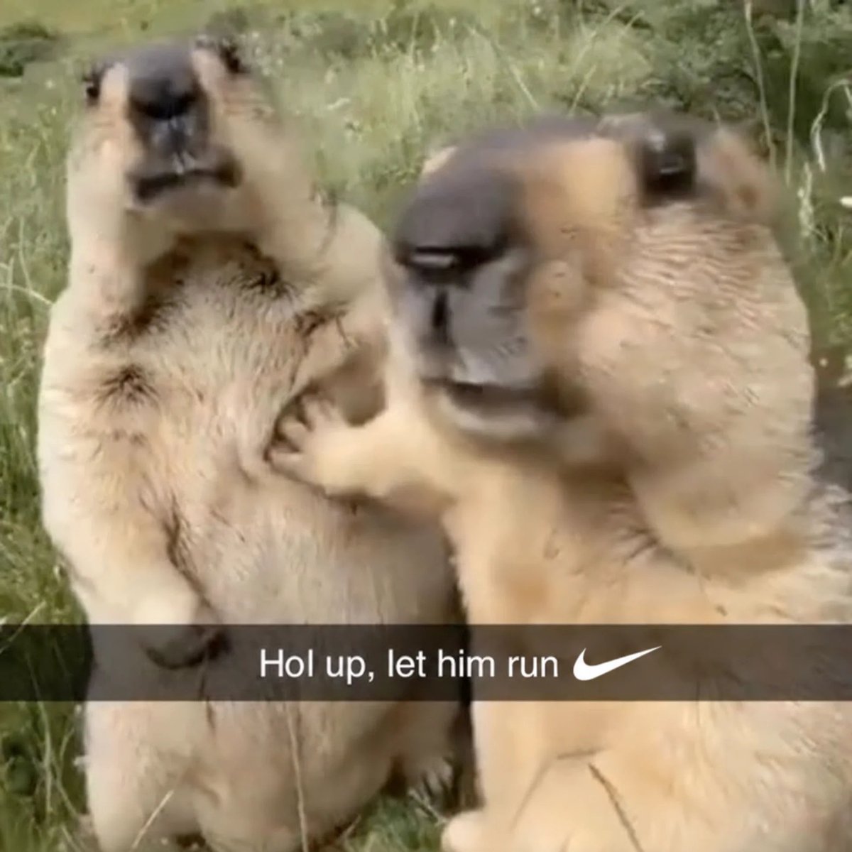runner_pve's tweet photo. Runners run. https://t.co/WLrh3t2Glf