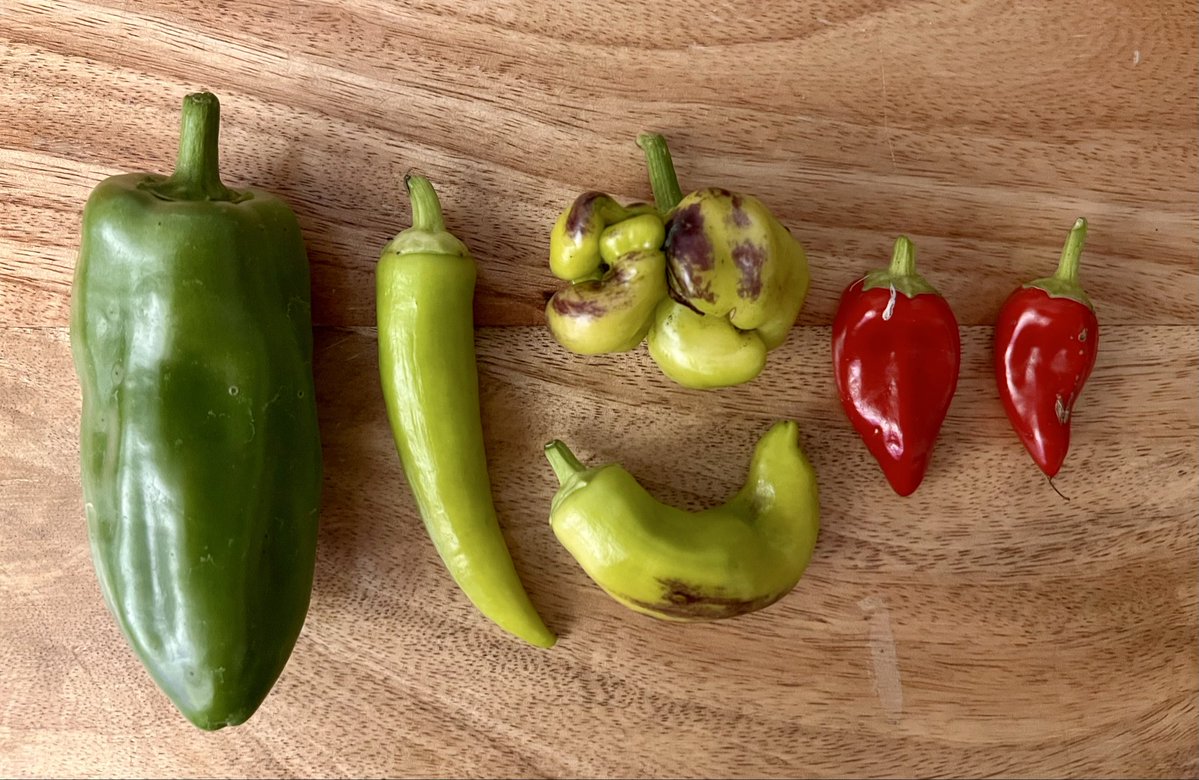 Photo of 6 garden peppers of varying size and colour.