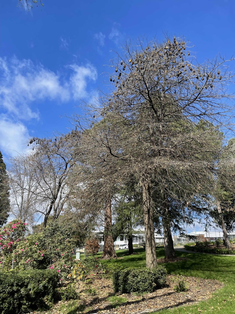 FrancesBiophys's tweet photo. Spring in Canberra and time to pop into Floriade @floriadeaust at Commonwealth Park before the start of this year's Australian Academy of Science @Science_Academy, Science at the Shine Dome https://t.co/n8K98hPAZi https://t.co/b3Y3DebAo3