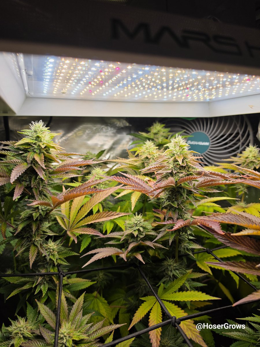 hosergrows's tweet photo. If y'all could just imagine how sticky this plant is! 

I'm blown away every time I open the tent!

Lung Butter sittin at Day 37 of Flower

Just barely over the halfway mark 🤞🫰

Proud of this grow!

#HoserGrows #growyourown https://t.co/OGpZk2mrCH