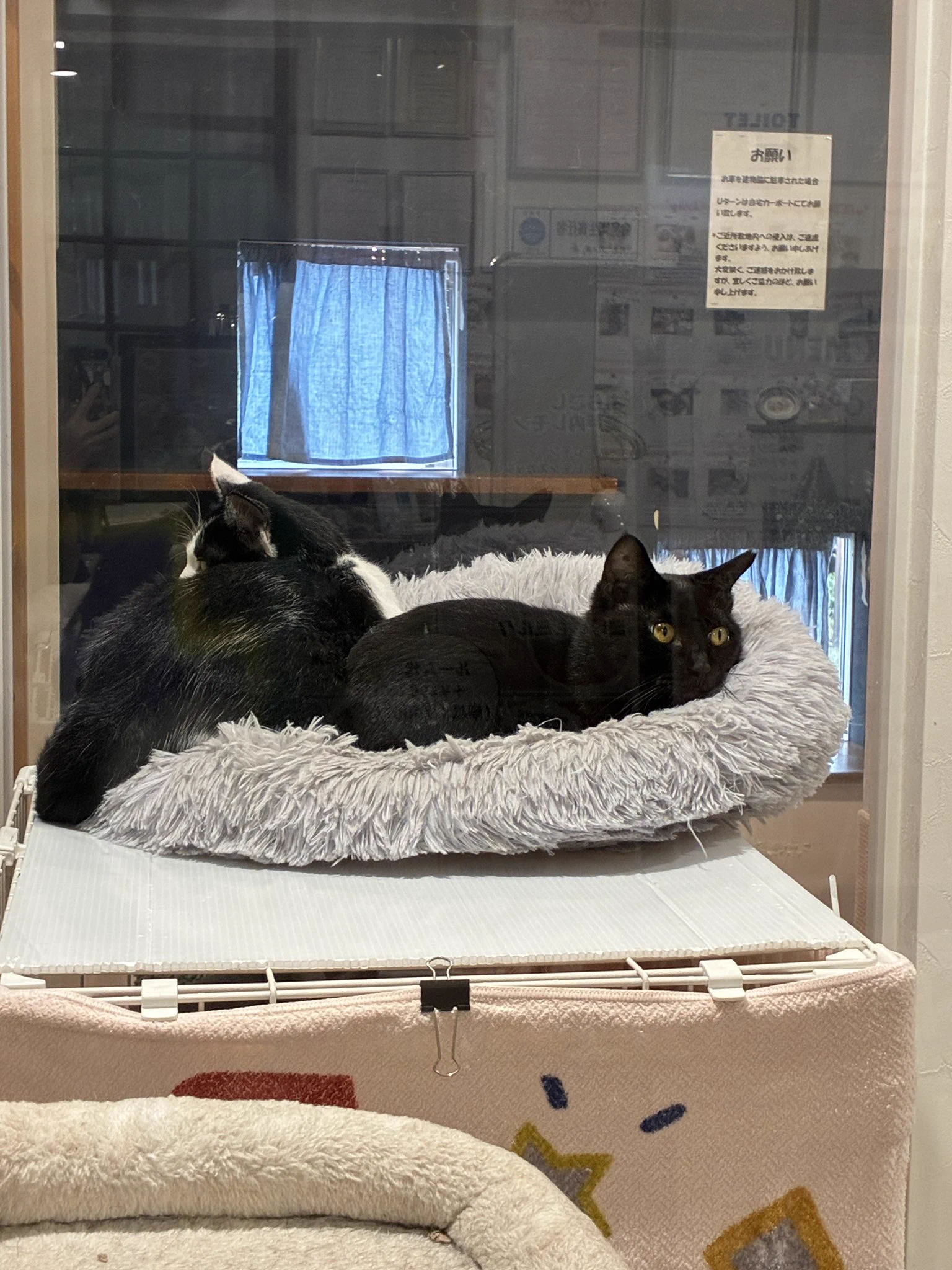 譲渡型保護猫Cafe あおねこ(新潟県田上町) on X: 