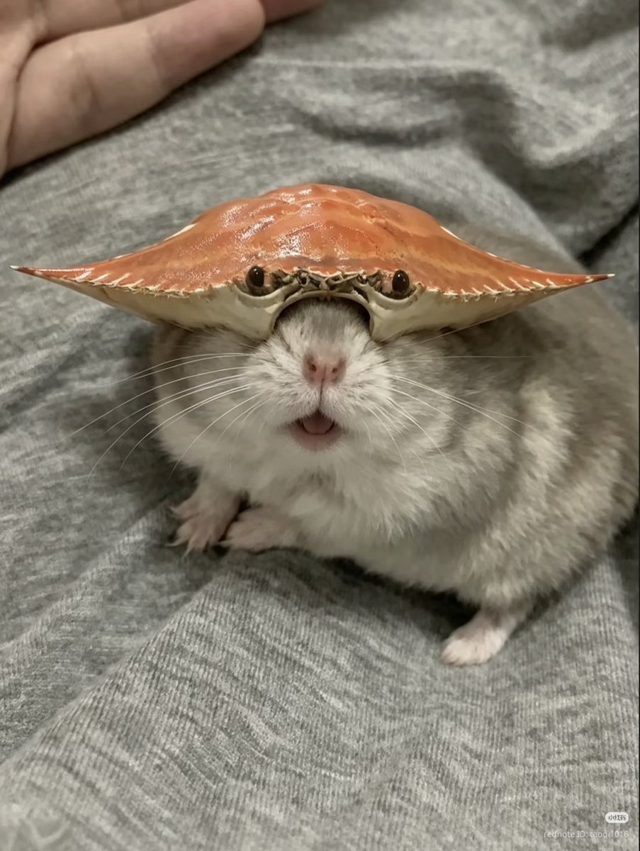 TweetsOfHamster's tweet photo. https://t.co/StwGIHiBvw