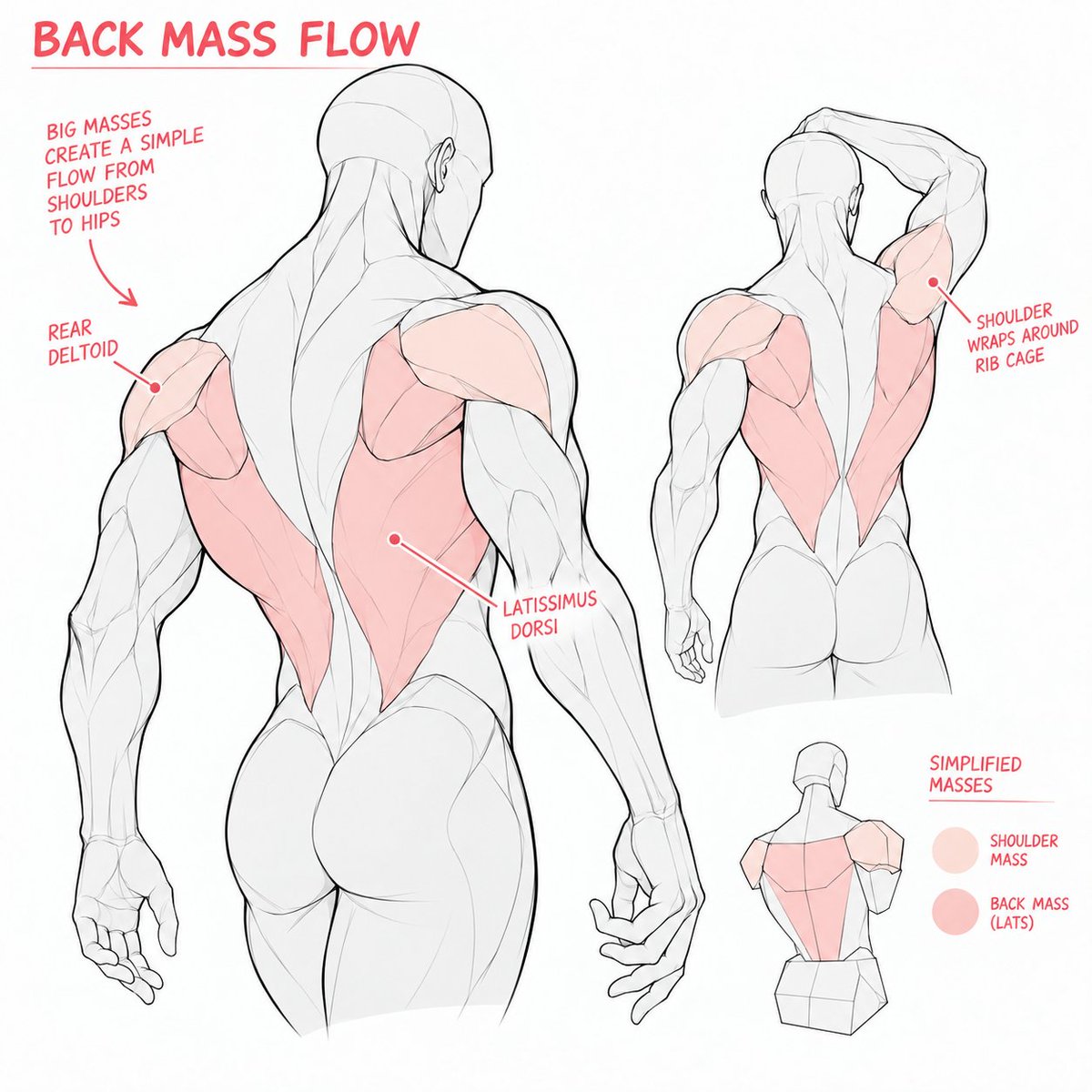LumiCanvass's tweet photo. Understand the flow of the back muscles. https://t.co/ldDVrmp8Gr