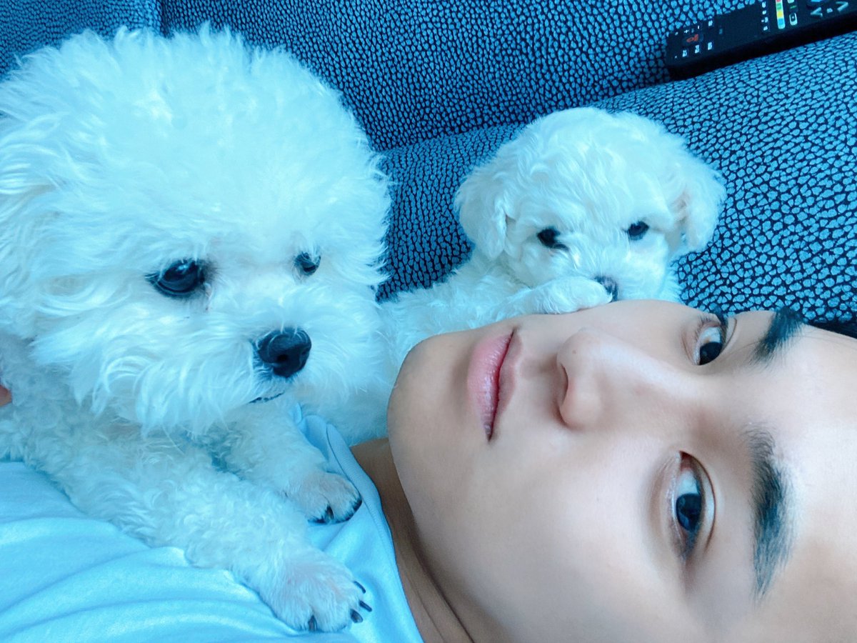 gyustarlit's tweet photo. i’m in love with this mingyu puppy pic. it’s the way they’re laying their paws on him :’) just the cutest https://t.co/poCeEdQgxl