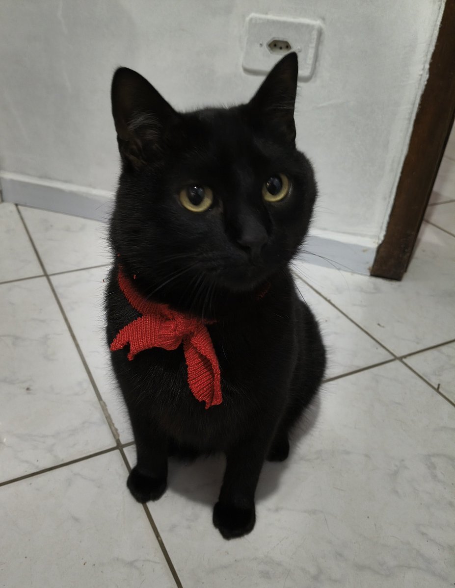 kibumdinha_'s tweet photo. minha mãe fez um cachecol pro meu gato e ele ficou engual o Jacques Leclair de Ti Ti Ti Kkkkkkkkkkkkkkkkkkkkkkkkkkkkkkkkkkkkkkkkkkkkkkkkkkkkkkkkkkkkkk https://t.co/FptUXtCUUS