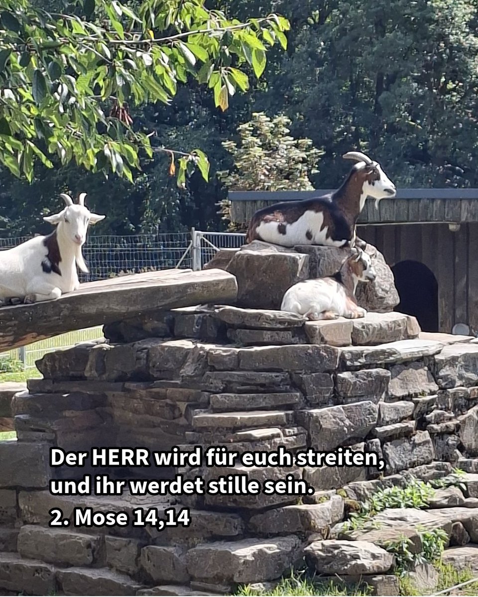 pfarrerb's tweet photo. Manchmal führt Vertrauen nicht ins Tun, sondern ins Stillwerden. Wo Angst drängt und Kraft nicht reicht, dürfen wir Gott handeln lassen. Stille heißt: Ich halte mich an ihn und warte auf seine Hilfe. Wo fällt dir dieses Vertrauen schwer? #Losung #Microandacht #Vertrauen #Stille https://t.co/PklyLb2RDL