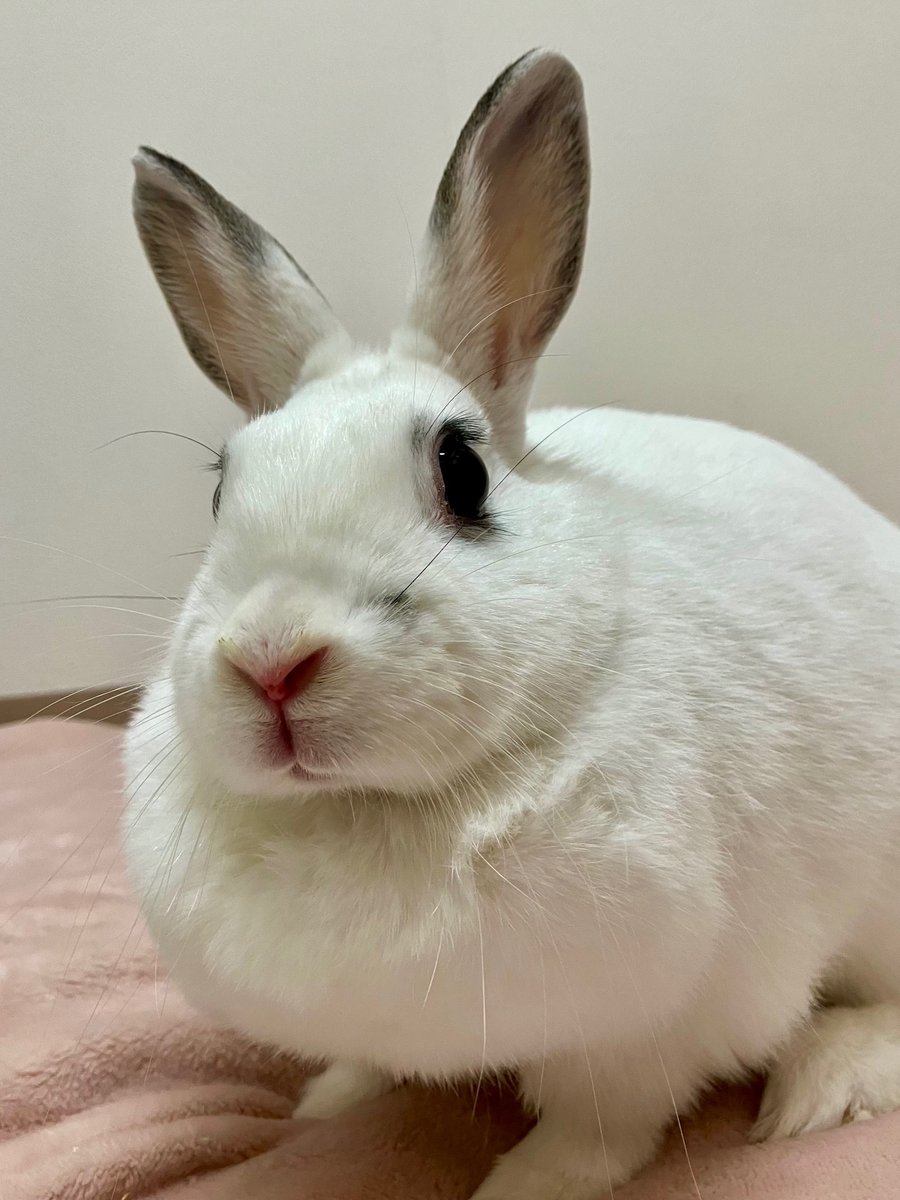 dobutsuaigo's tweet photo. 【おしらせ】
９月17日㈭と18日㈮、24日㈭と25日㈮は休館日とさせていただきます。ご理解のほどよろしくお願いいたします。
なお、19日㈯～23日㈬のシルバーウィークは通常通り開館いたします。ぜひお越しください。　　　　
＃ふれあい　＃ハローアニマル https://t.co/OiUc8yMe7R