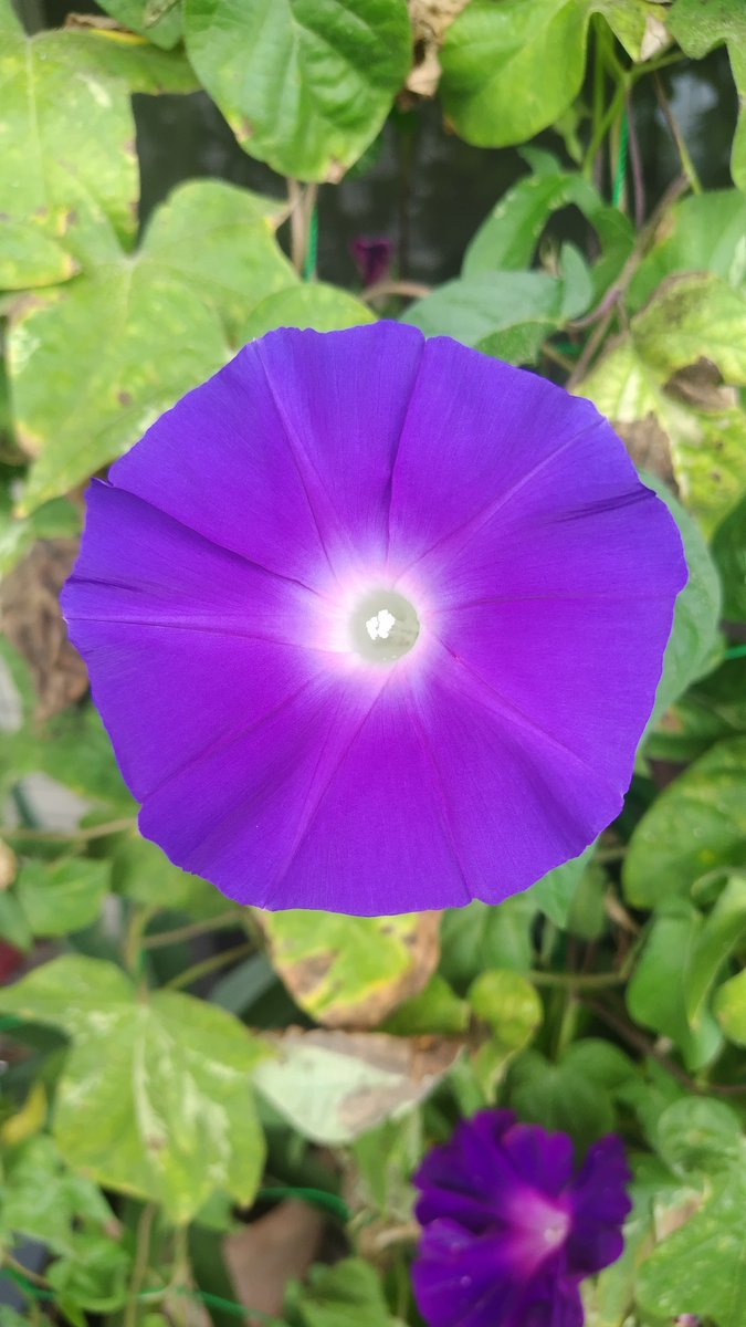 marudaizunet's tweet photo. まだまだきれい✨️ https://t.co/WJQF4wjKdj