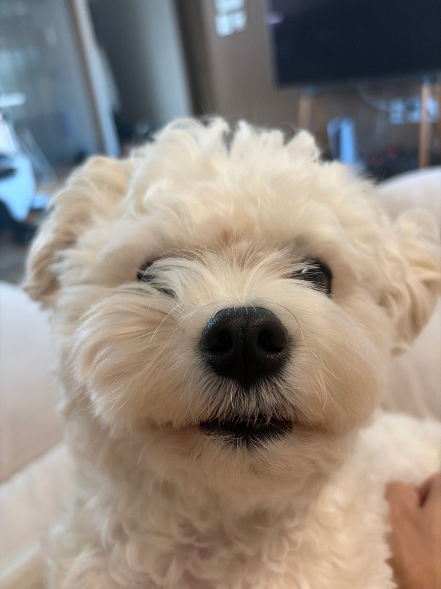 ye___pudding's tweet photo. 🐶 점심모먹찌~~~~
🐶 고민되네에~
🐶 설이코 먹으까~~~~

ㅋㅋㅋㅋㅋㅋㅋㅋㅋㅋㅋㅋㅋㅋㅋㅋㅋㅋㅋㅋㅋㅋㅋㅋㅋㅋㅋㅋㅋㅋㅋㅋㅎㅏ 진짜 귀엽게ㅜ https://t.co/4lGwpfLaRP