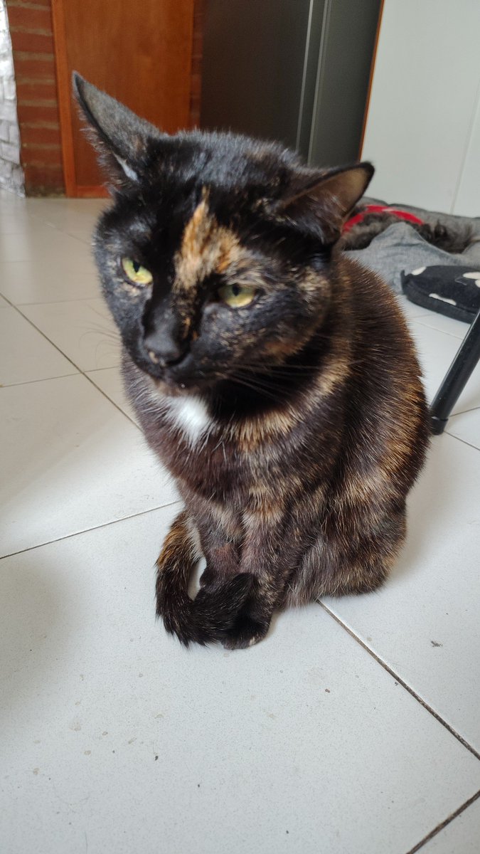 xaimen64's tweet photo. @SoyVete A mí me pasó con  ella, cuando la adoptamos no sabíamos que las carey son hembras y dónde la adoptamos nos dijeron que era macho. Así que se llama Toby y es hembra, para cuando supimos ya respondía al nombre. https://t.co/VI9tmrkbHP