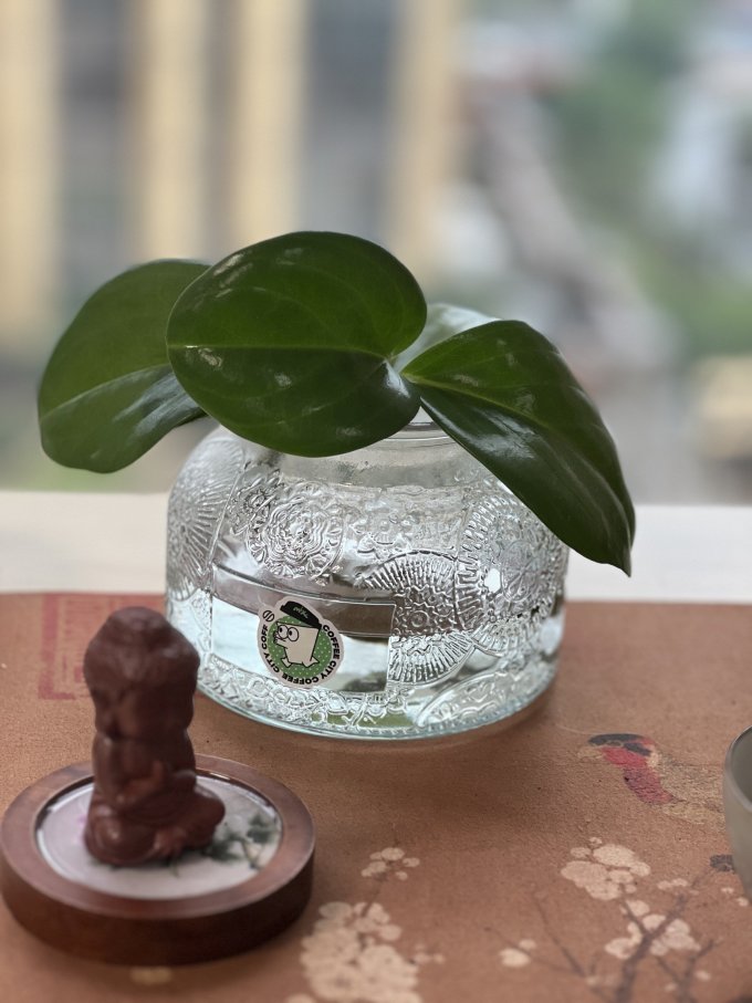 AyLinIsBaCk's tweet photo. Turn an old mason jar into a stylish herb planter with just a few supplies—cheap, eco-friendly, and perfect for small spaces!， https://t.co/9NjnRfDXat