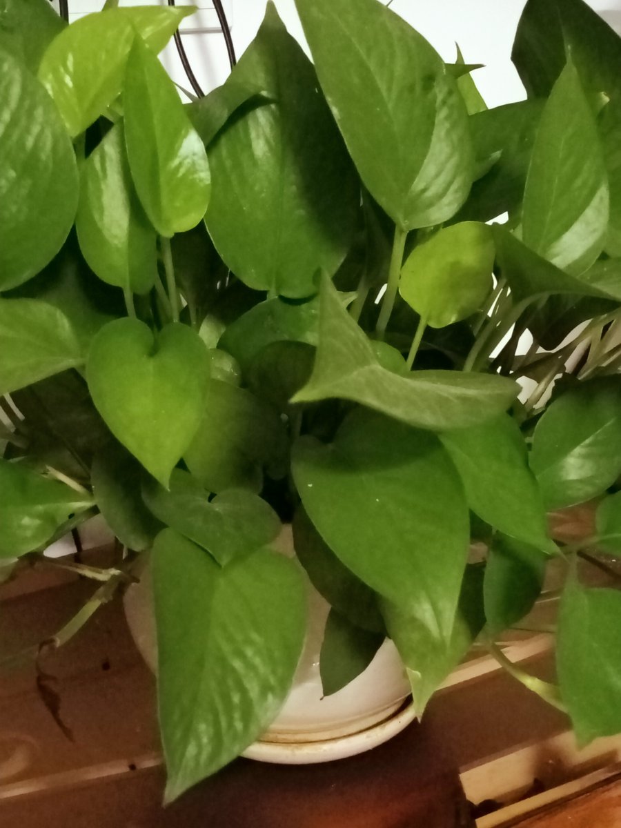 celem971045's tweet photo. Pro tip: Wipe your pothos leaves with a damp cloth monthly to remove dust, boost photosynthesis u0026 keep them shiny! https://t.co/dLZRYD69TO