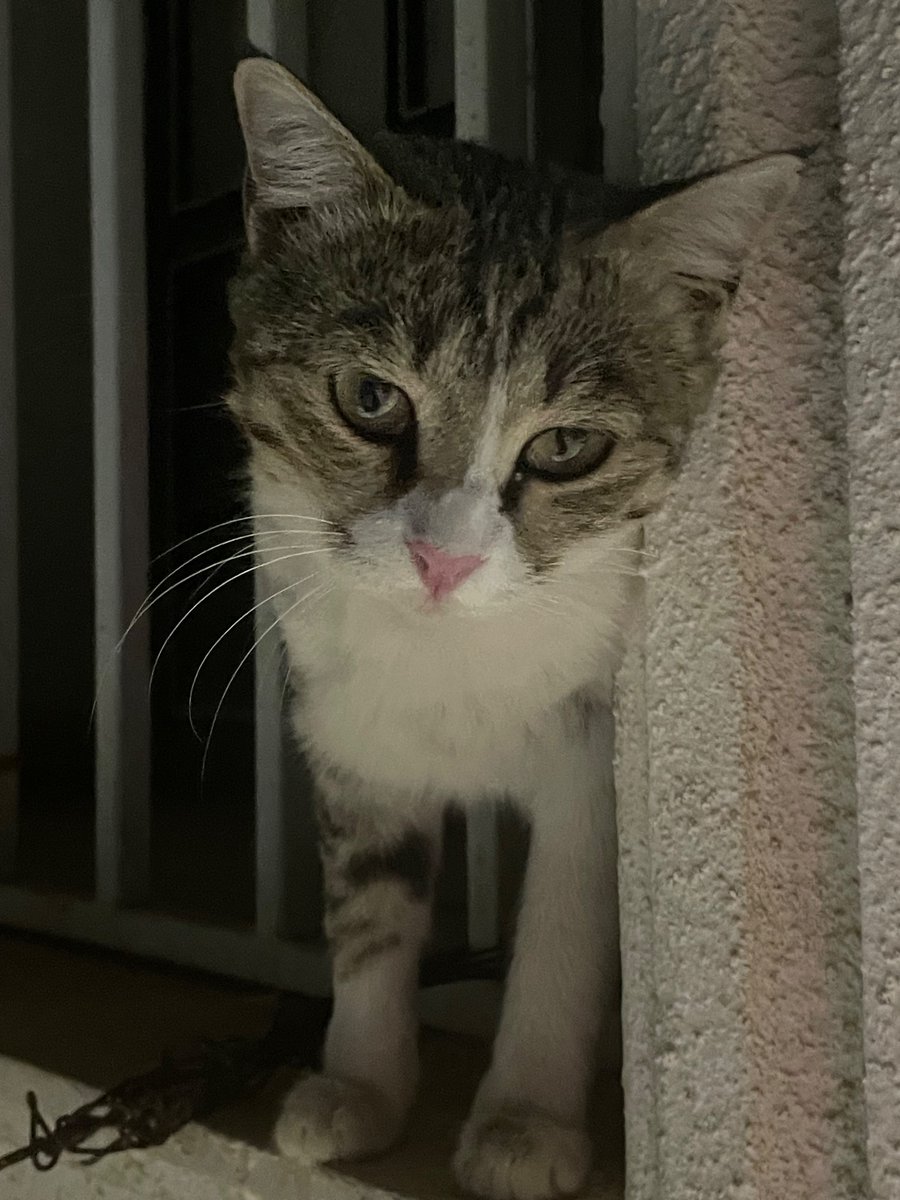 savingmeshkat's tweet photo. #ریتوییت لطفا🙏
این دو دختر زیبا نیازمند یاری شمان که برن عقیم بشن، بی‌دُم خانم امسال دوبار زایمان کرده و لولی‌ خانم هم تا الان یک‌بار زاییده.
هزینه هر جراحی عقیم‌سازی ۳٫۵۰۰٫۰۰۰ و بستری بدون غذا نفری شبی ۴۰۰٫۰۰۰ و ست جراحی هم باید جدا تهیه بشه.🥲 https://t.co/WKwwLfP447