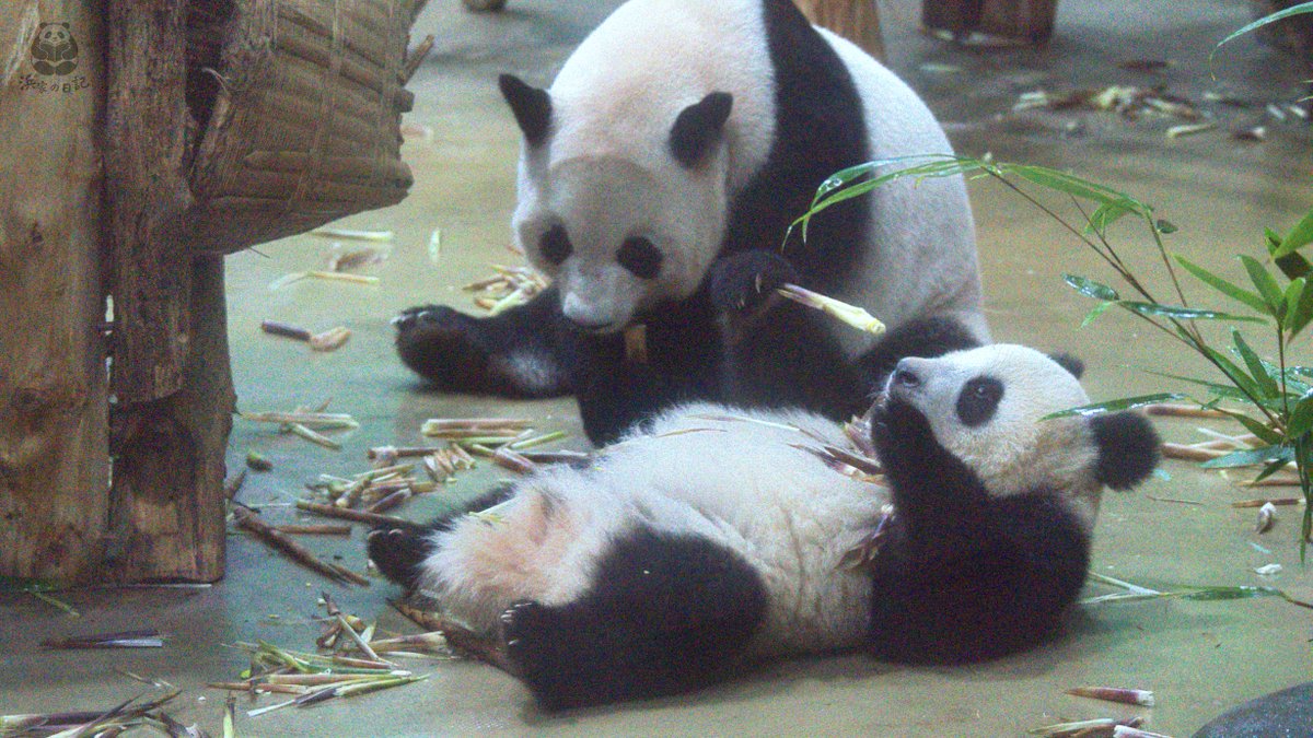 Hamake_Nikki's tweet photo. 愛浜ママ登場！二つのもちもち団子がそばにいて、素敵な親子のひととき🐼 https://t.co/AygeXvs8ft