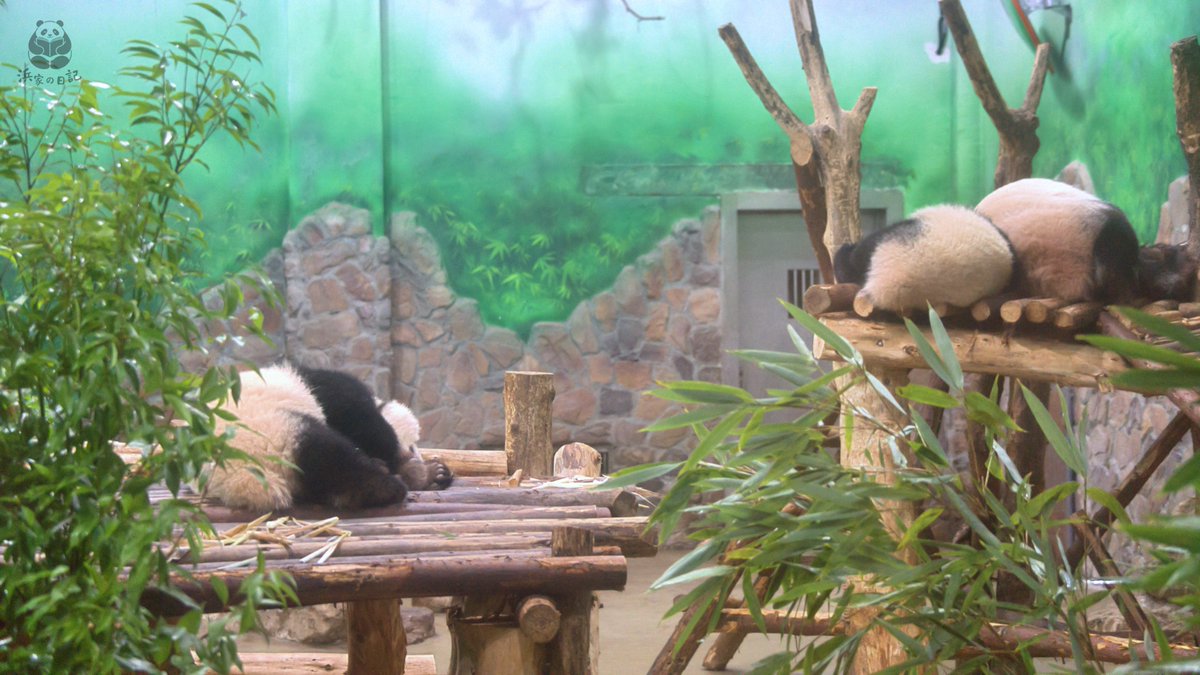 Hamake_Nikki's tweet photo. 愛浜ママ登場！二つのもちもち団子がそばにいて、素敵な親子のひととき🐼 https://t.co/AygeXvs8ft
