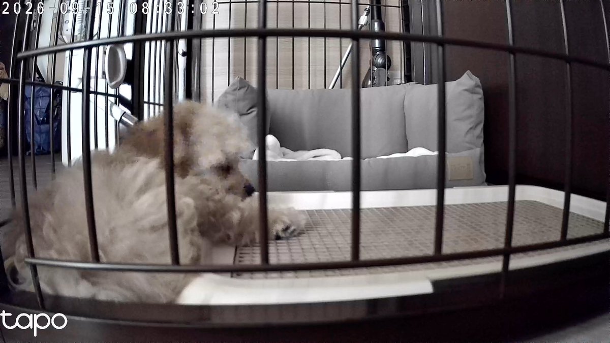 wow_prr's tweet photo. ペットカメラの設置によりプライバシーを喪失した犬 https://t.co/Q30ZVEsjCT