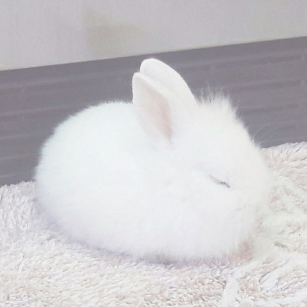 bunnikibble's tweet photo. this is a picture of me so be nice pls ( ˶ˆᗜˆ˵ ) https://t.co/RS76UMnTJO