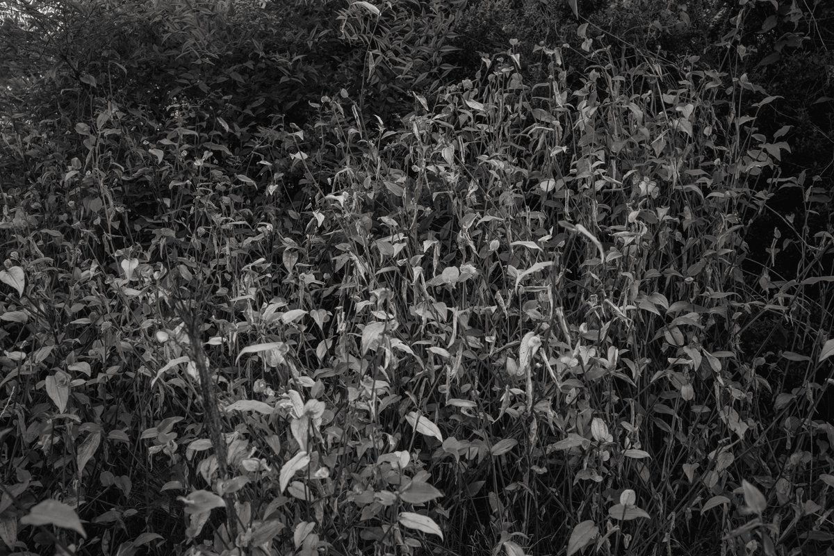 arikawa_tp's tweet photo. ざわざわ
#grsnaps #ricohgr https://t.co/cHgfjpPfmO