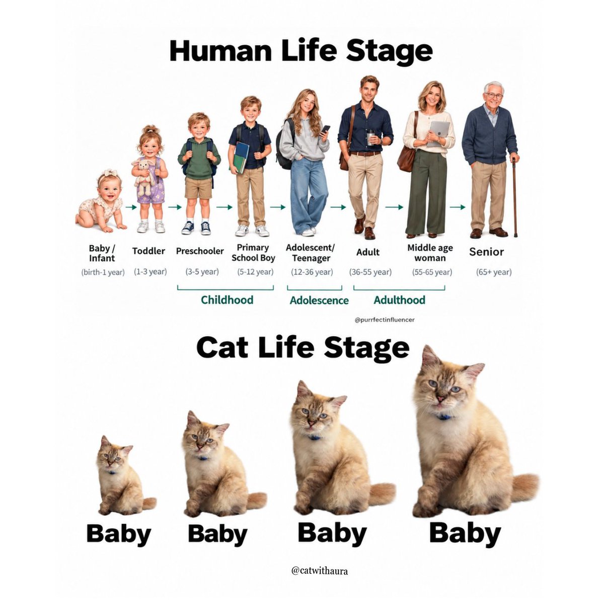 catwithaura tweet picture