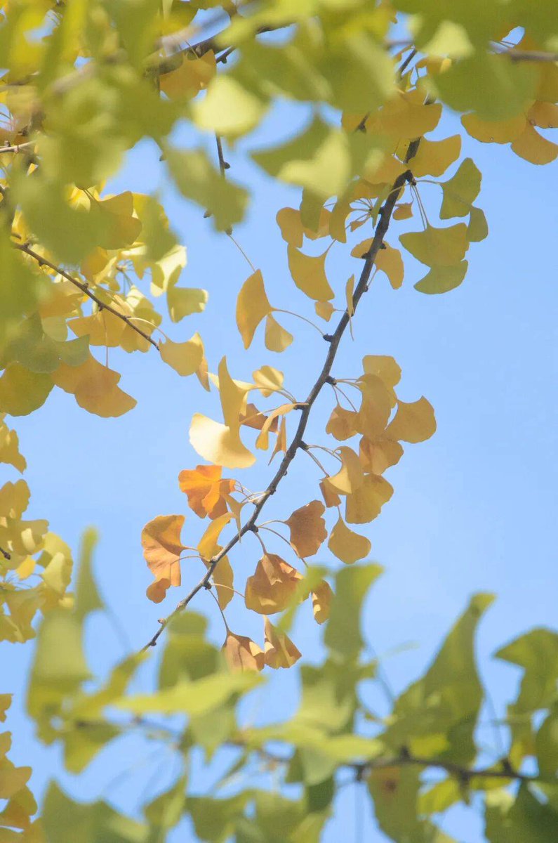 DebiHovey5roq's tweet photo. Just caught the first golden leaf drifting down my balcony—autumn’s crisp, cozy vibe is finally here! ， https://t.co/H4LdQY8soX