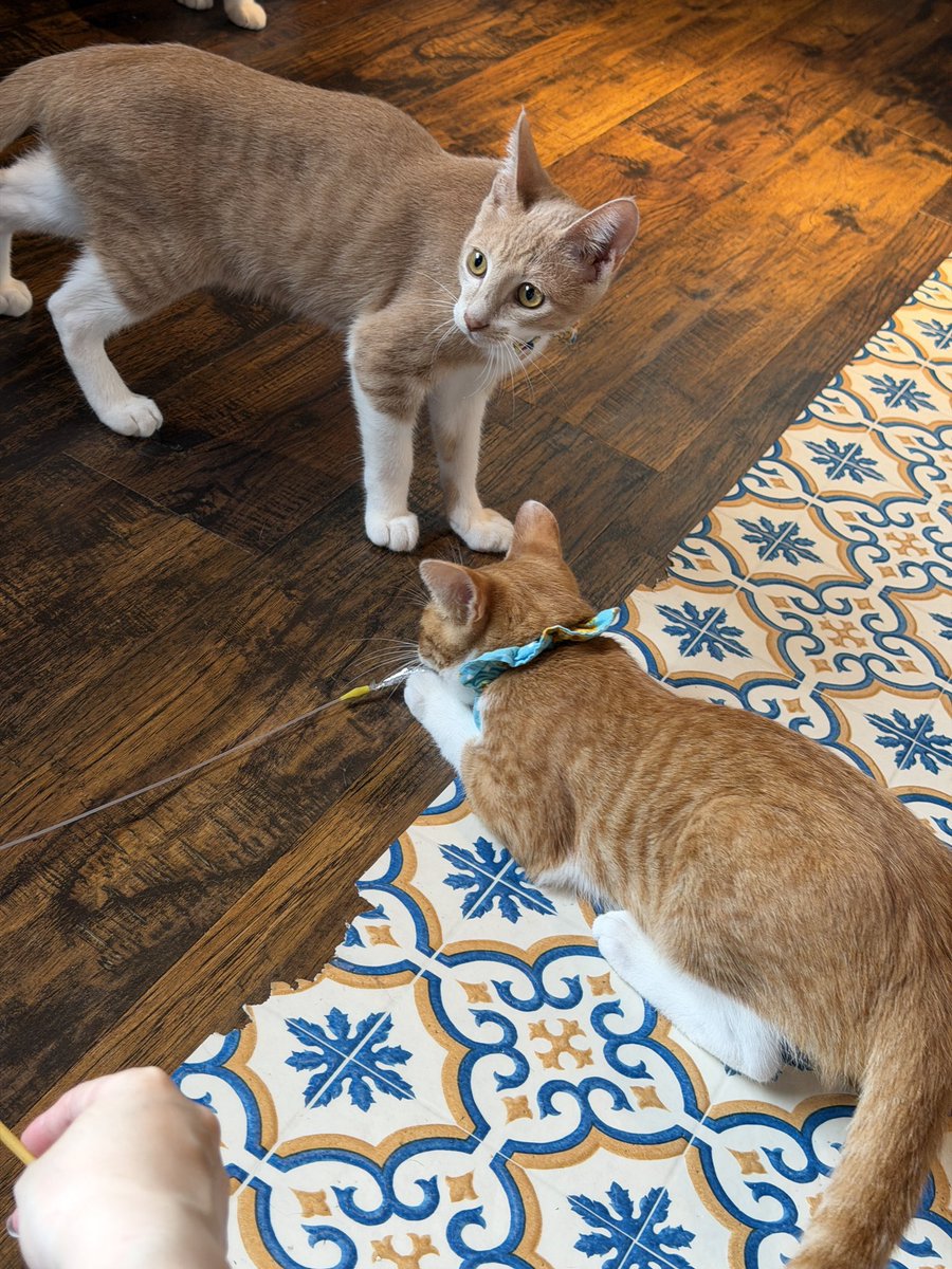 takezo_diary's tweet photo. 朝活  #十条にゃんこ亭 🐱
新入りの こうたくん♡
なんだかオシャレな色の茶白だね✨
ビビりさんですがおもちゃ大好きでだんだんフロアに出てきました❣️
マルクルと比べると色のオシャレ度がわかりやすい😳✨ https://t.co/XqgNSCMGz5