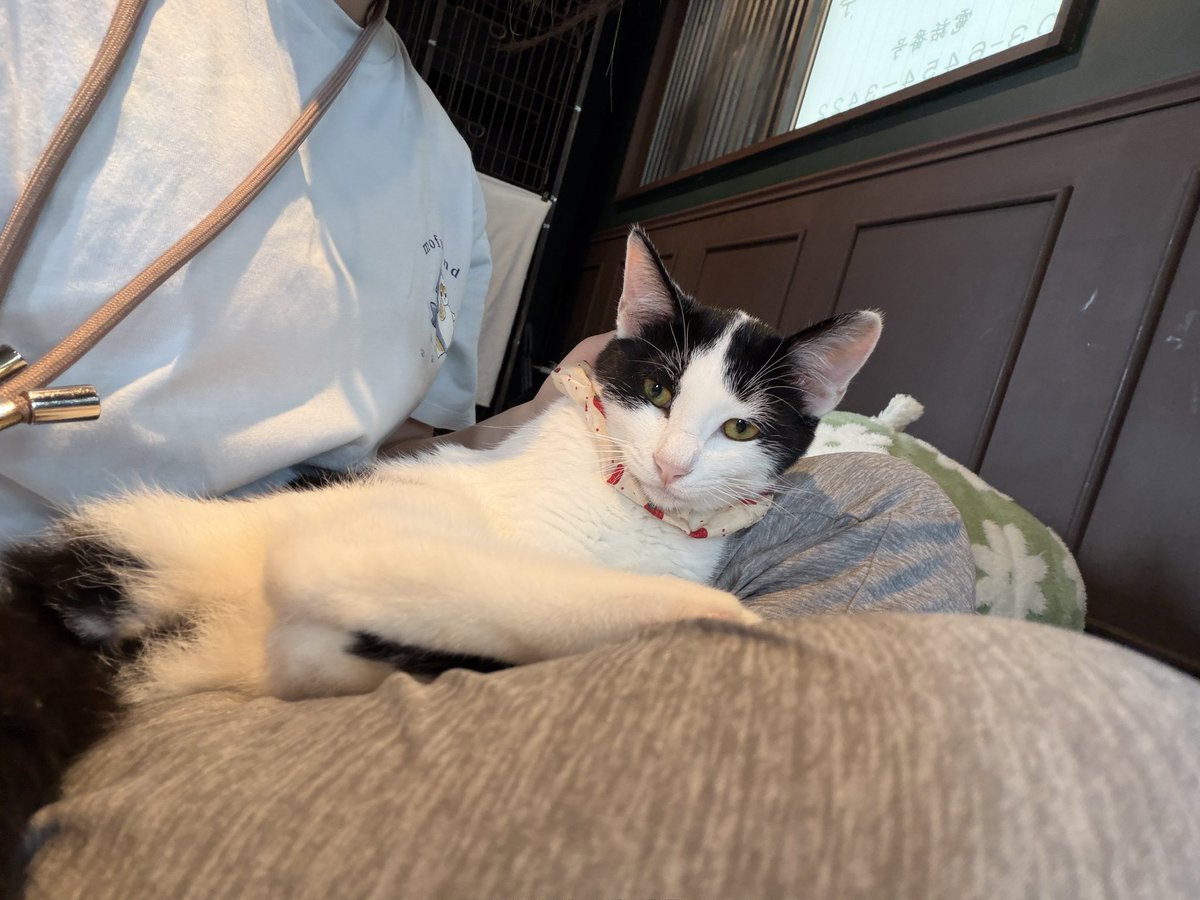 takezo_diary's tweet photo. そろそろ出発日も近い？の帰ってきたきなこ猫🐱
この前決まったはるなちゃんもお膝に♡
明菜ちゃんも決まるといいね💕︎ https://t.co/IvrY2U8Cb9