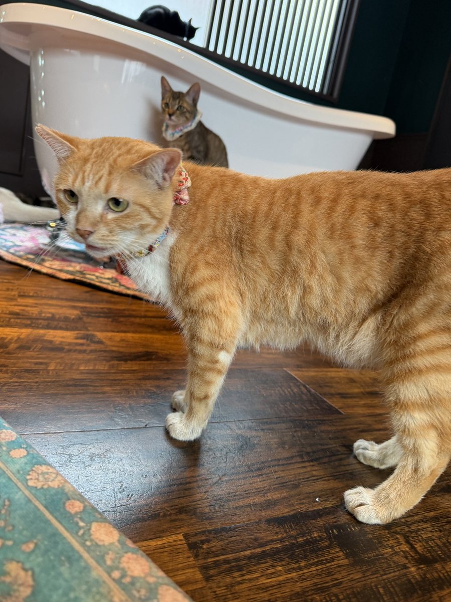 takezo_diary's tweet photo. そろそろ出発日も近い？の帰ってきたきなこ猫🐱
この前決まったはるなちゃんもお膝に♡
明菜ちゃんも決まるといいね💕︎ https://t.co/IvrY2U8Cb9