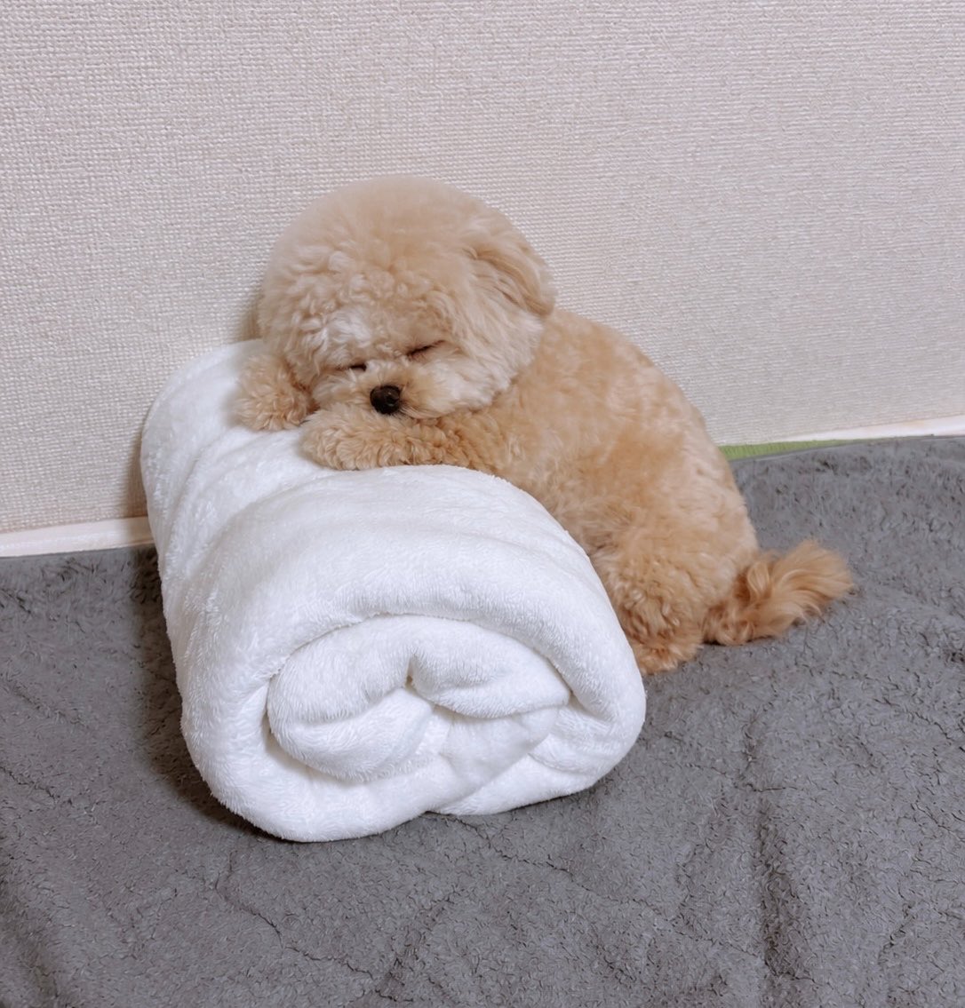 Fuwancho319's tweet photo. 毛布ロールをいい感じの高さにする事🧸！

#ポメプー https://t.co/Dk4dHXJuxA