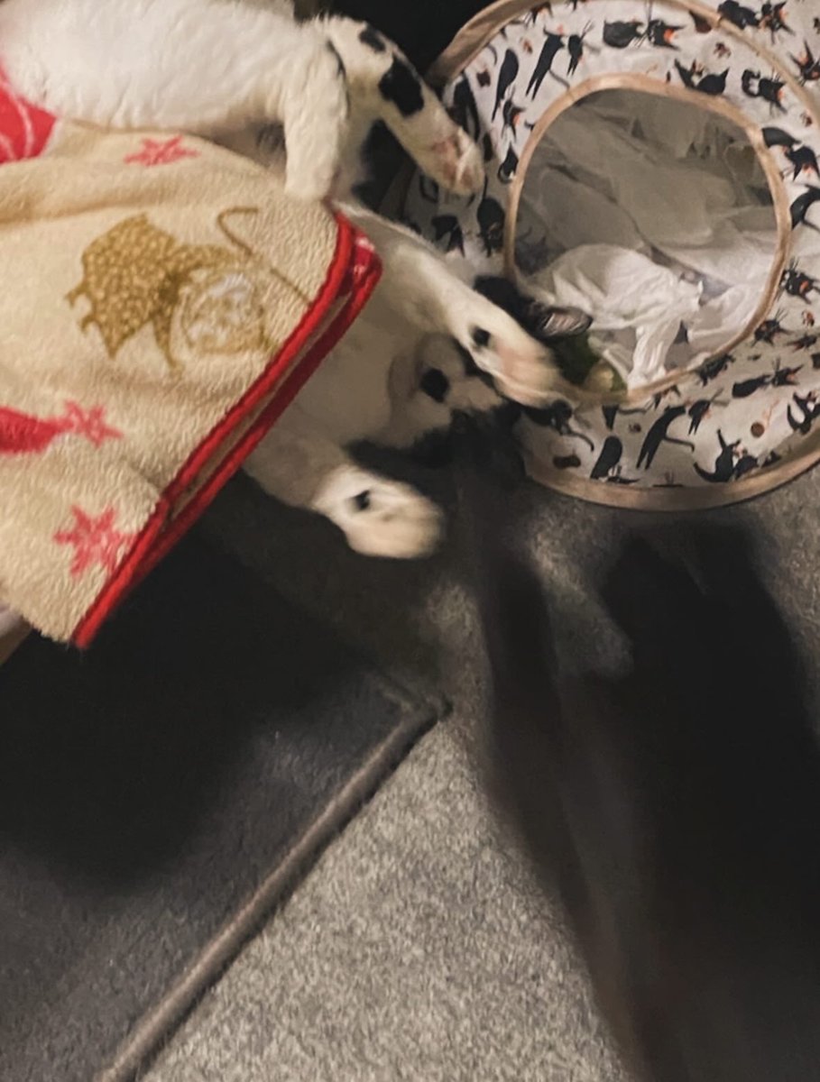 37ponasax's tweet photo. 今年は生死の境を彷徨いましたが、とてつもなく元気になって無事に9歳を迎えました🎂
速すぎて写らない誰かみたいに走り回り、妹をひっくり返してます🐈‍⬛ https://t.co/Wd7ORo85oA