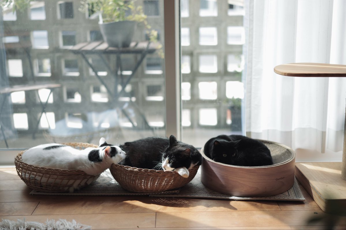 doppio203's tweet photo. いいお天気なのでひなたぼっこ
#猫がいる暮らし https://t.co/hpKHFANVoh