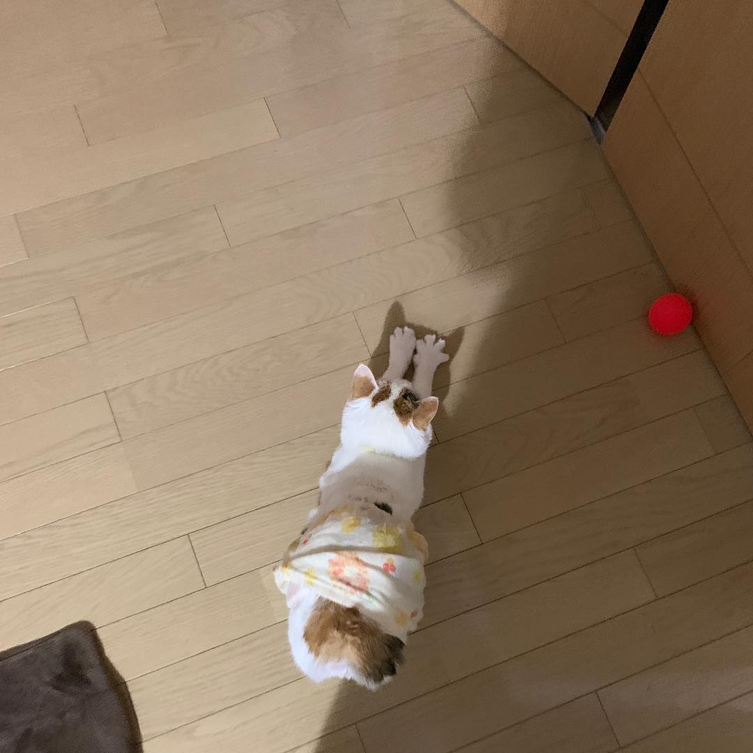 StephaniSenxn's tweet photo. 自分が見ているものと、本当の姿は別物かもしれない。境界線って案外あやふやだよね。どうして人は形にこだわるんだろう。 https://t.co/6Tw7Alg1qM