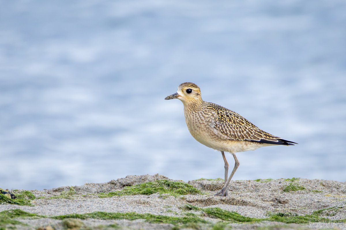 daviddadummy's tweet photo. two species of golden-plover hanging out with each other!! https://t.co/1LuMFWU3a2