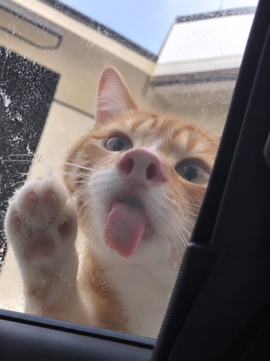 CatMeowkingdom's tweet photo. https://t.co/QhWAB9COVj