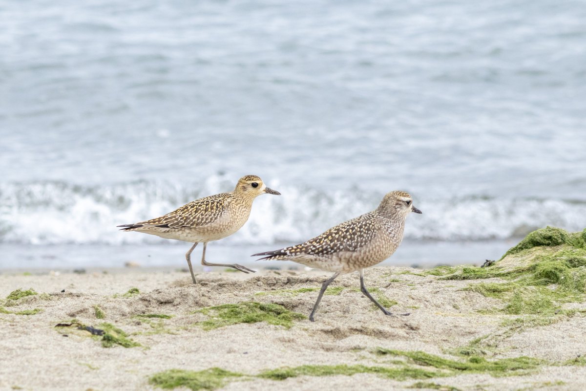 daviddadummy's tweet photo. two species of golden-plover hanging out with each other!! https://t.co/1LuMFWU3a2